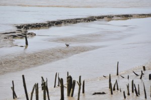Gironde
